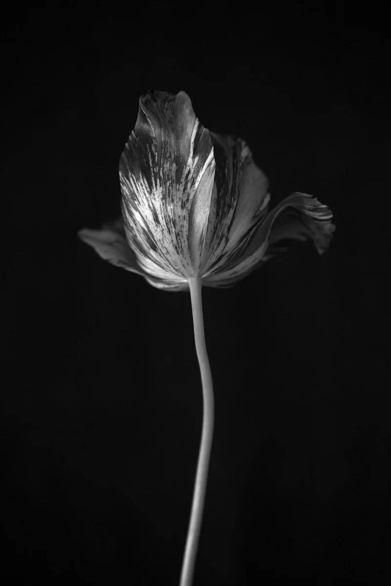 18. Tulipa 'Rubella' .jpg