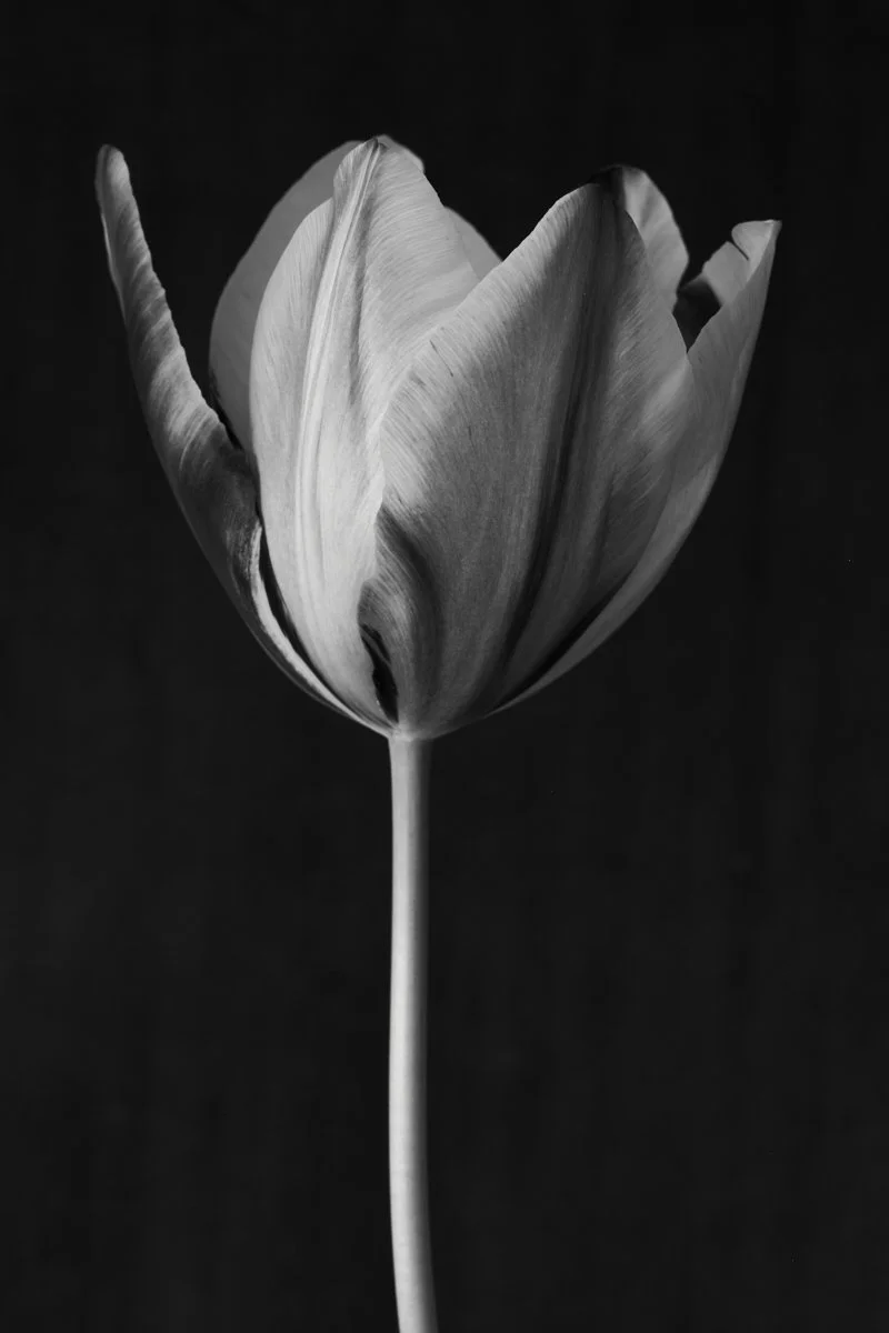 14. Tulipa 'Old Times' .jpg