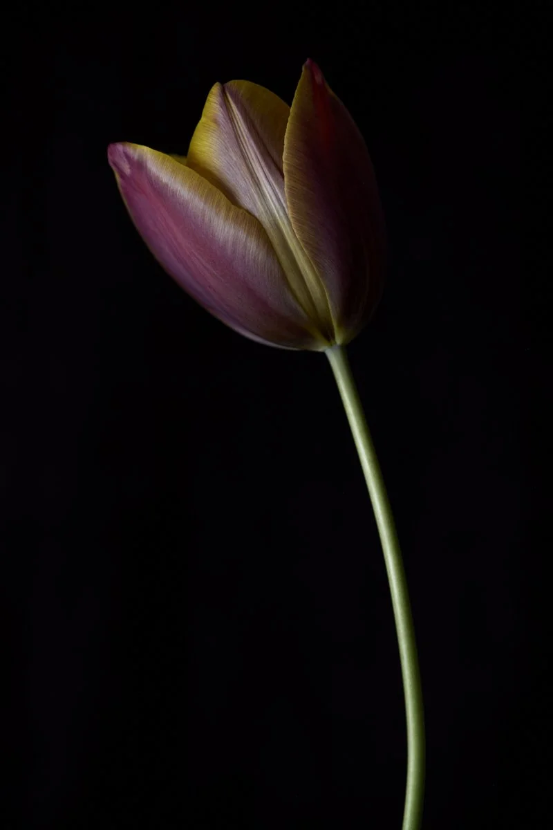 22. Tulipa 'Old Times' .jpg