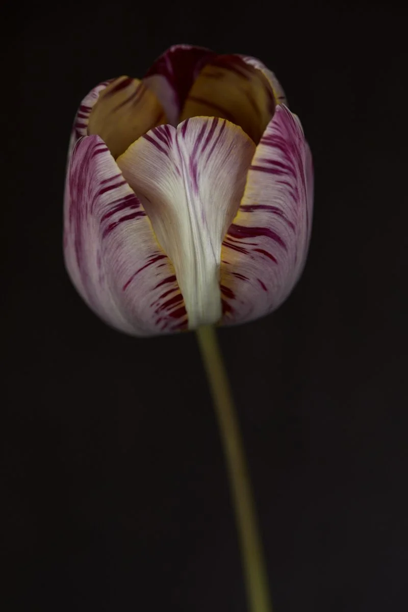 Art Exhibitions — Thyme