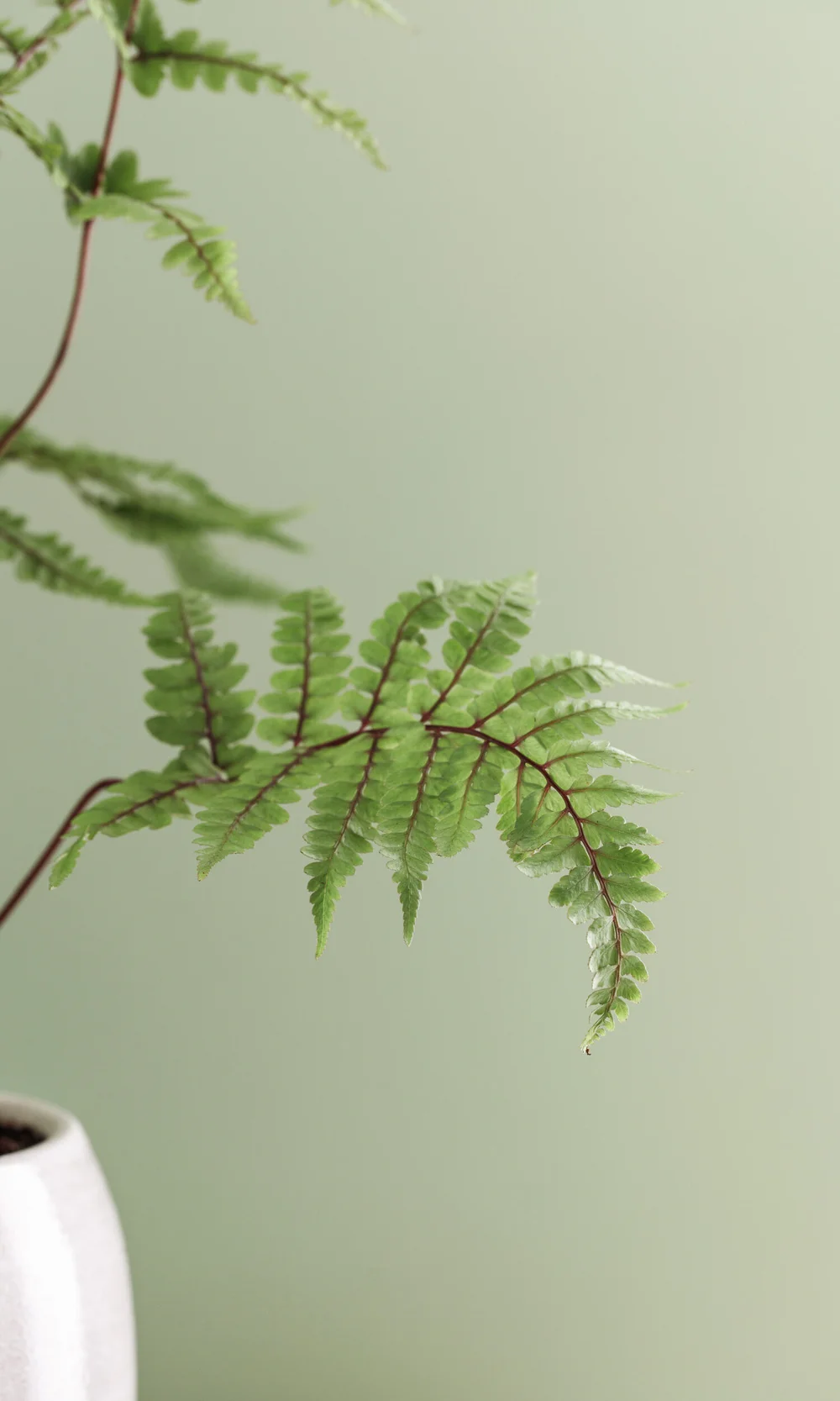 meadow-cottage-treatments-thyme