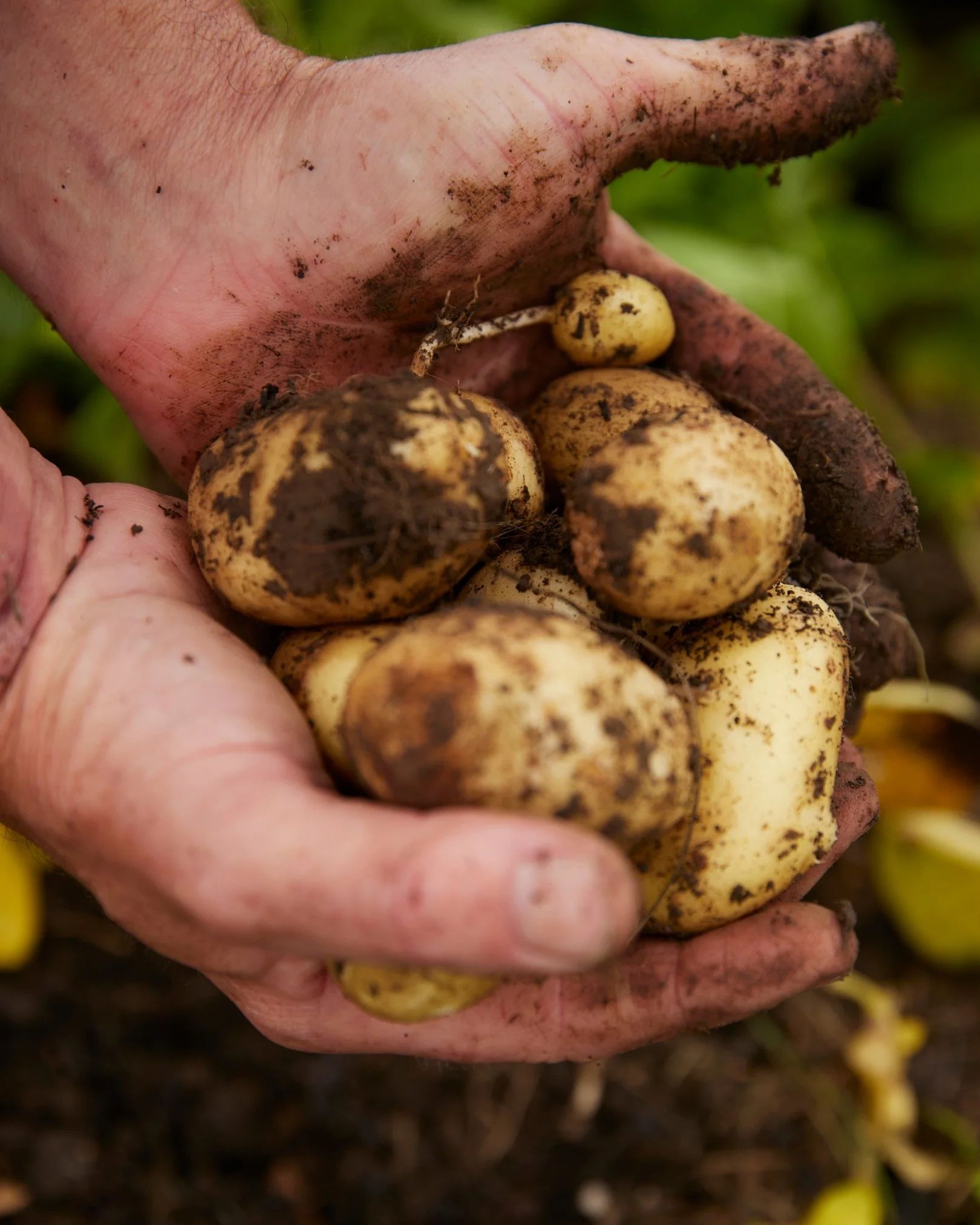 Bertioli Social Posters (19).jpg