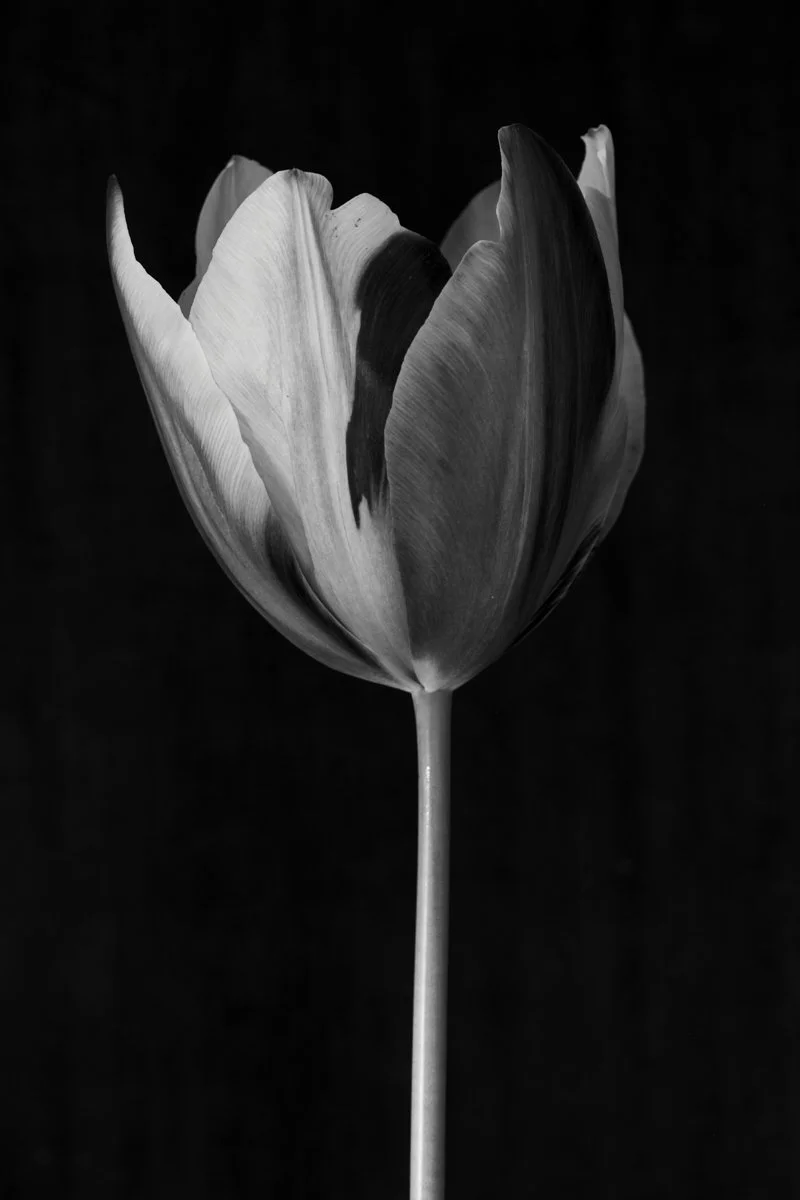 32. Tulipa 'Old Times'.jpg