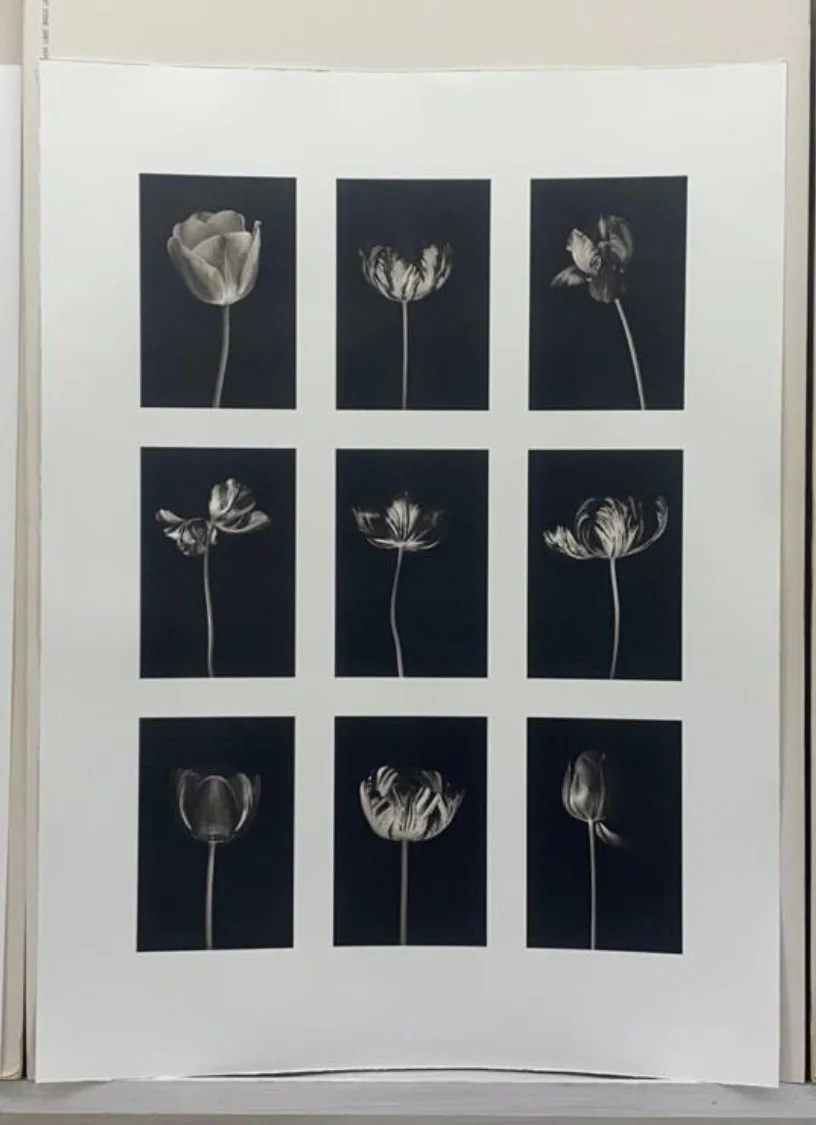 37. English Florists' Tulips, Platinum Print.jpg