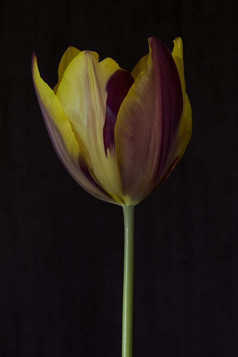 23. Tulipa 'Old Times' .jpg