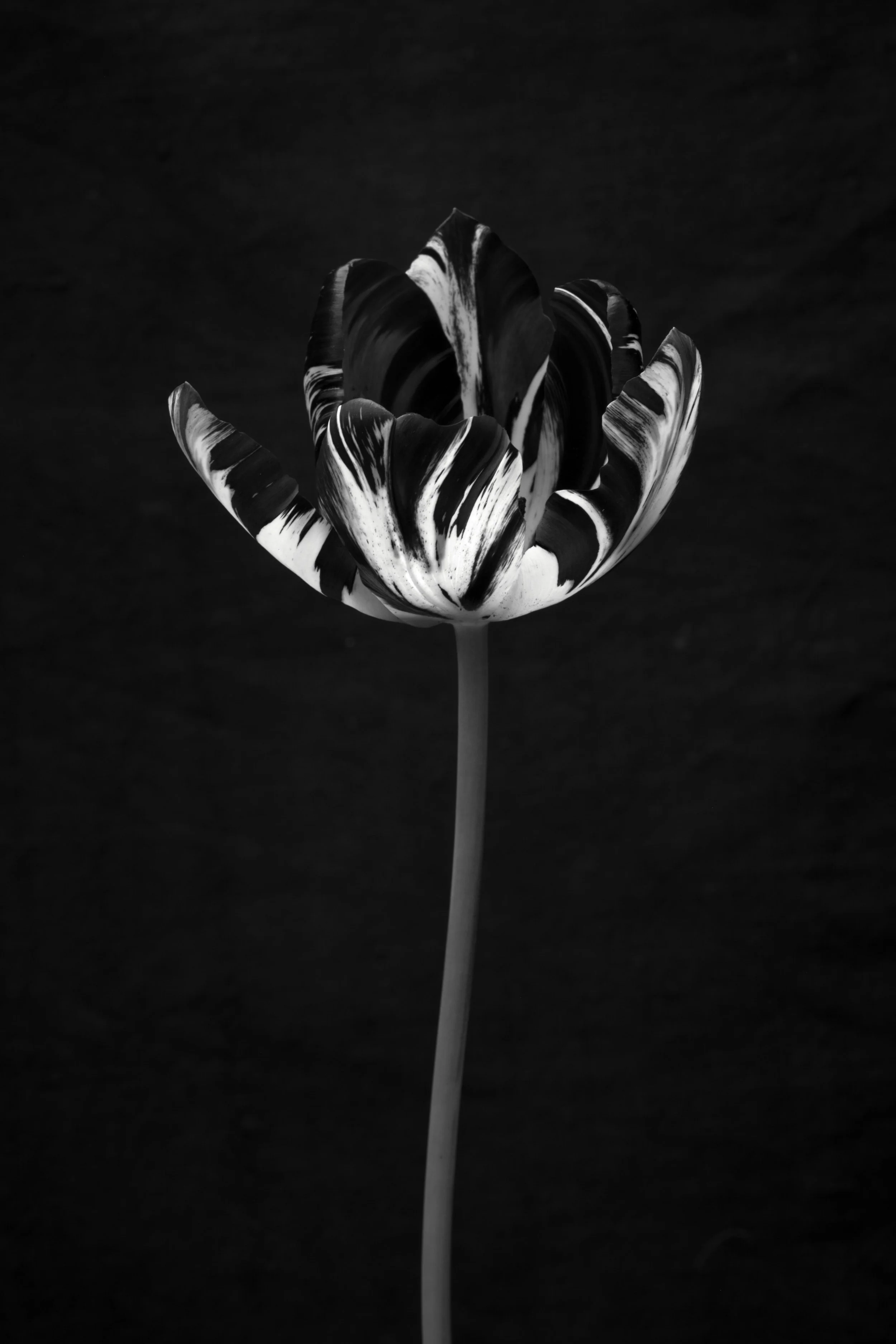 4. Tulipa 'Absalon' .jpg