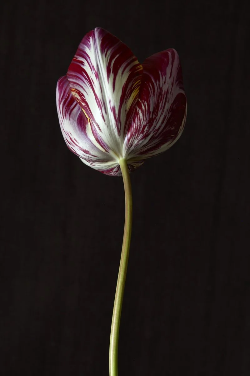 9. Tulipa 'The Lizard' .jpg