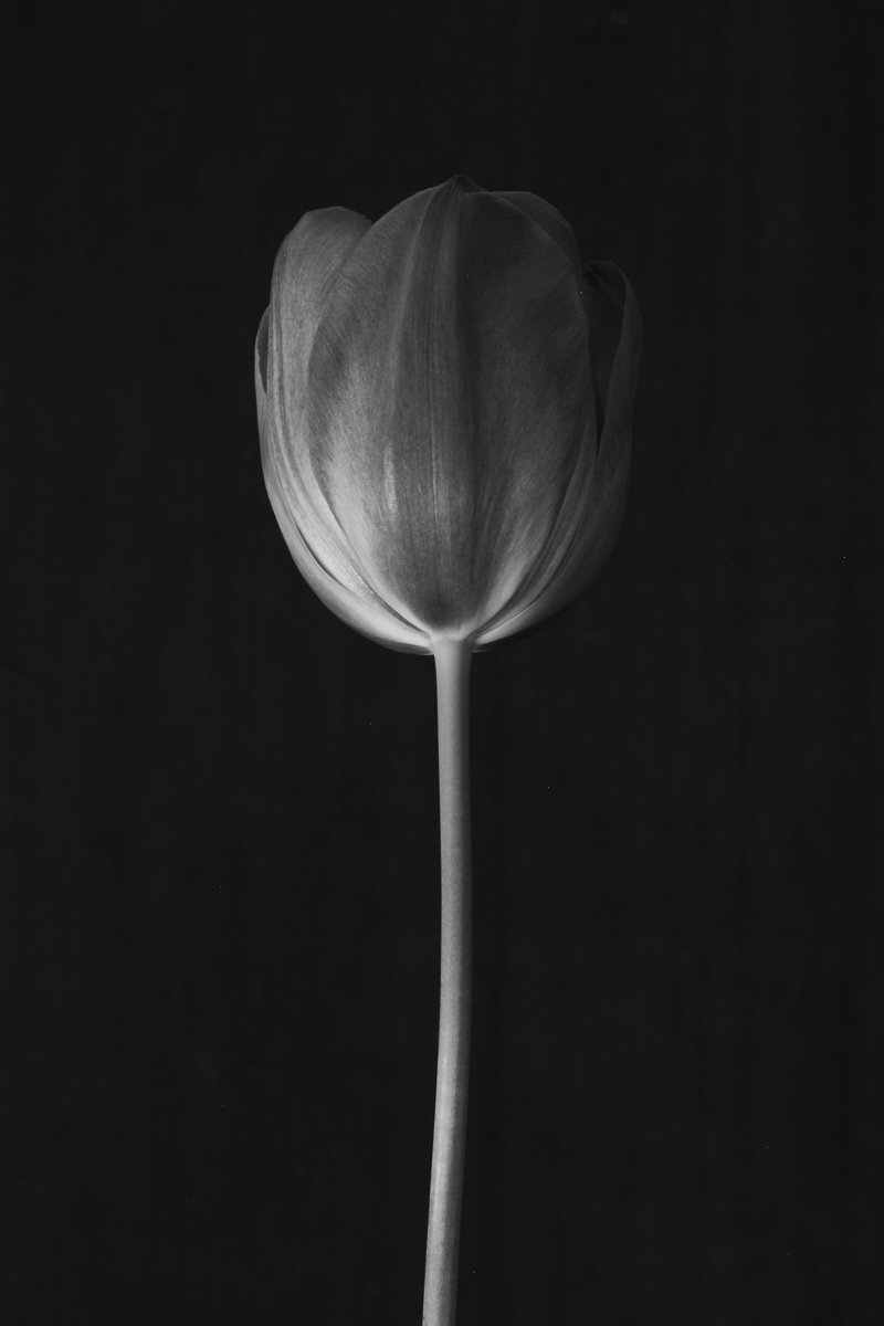 16. Tulipa 'Je Maintiendrai' .jpg