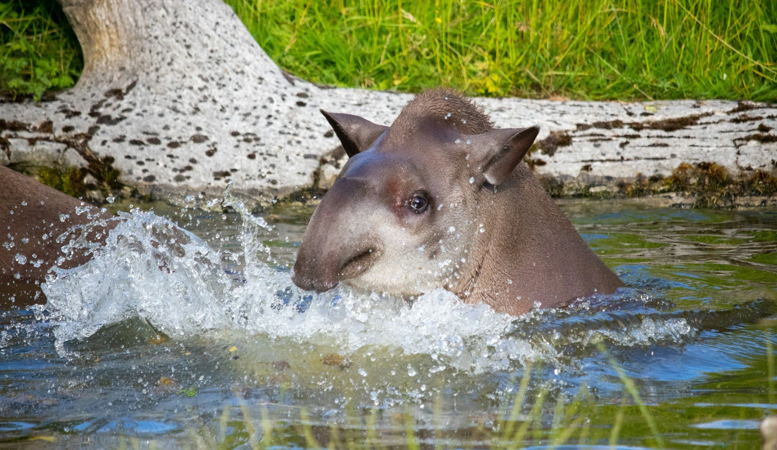 Why Do Tapirs Eliminate in Water?