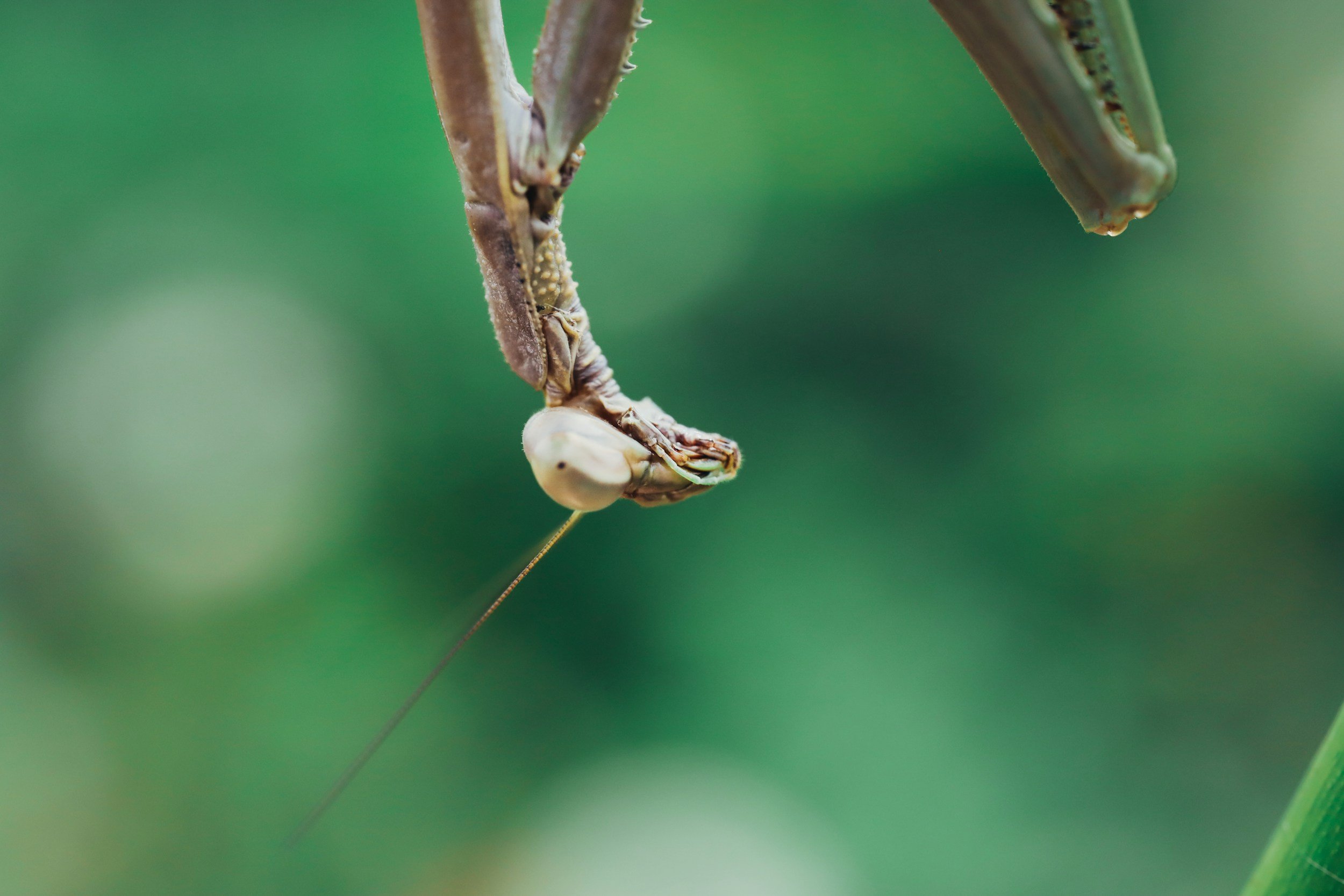 Australia’s Geology and the Unstoppable Evolution of the Praying Mantis