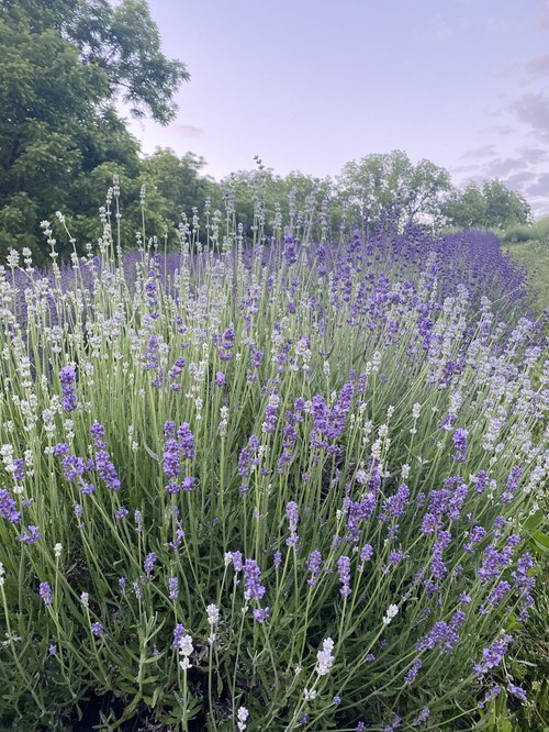 Event Calendar — Cedar Ridge Trails