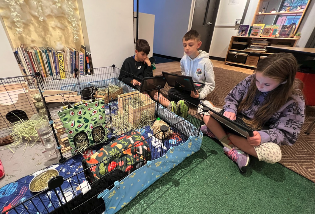 From curiosity to clicks: Fourth Grade’s Guinea Pig website 