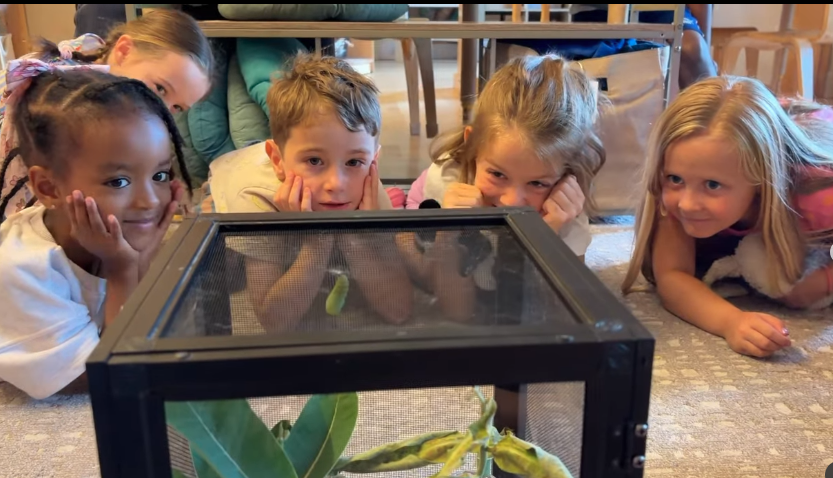 The Butterfly Effect: Science learning across Advent 