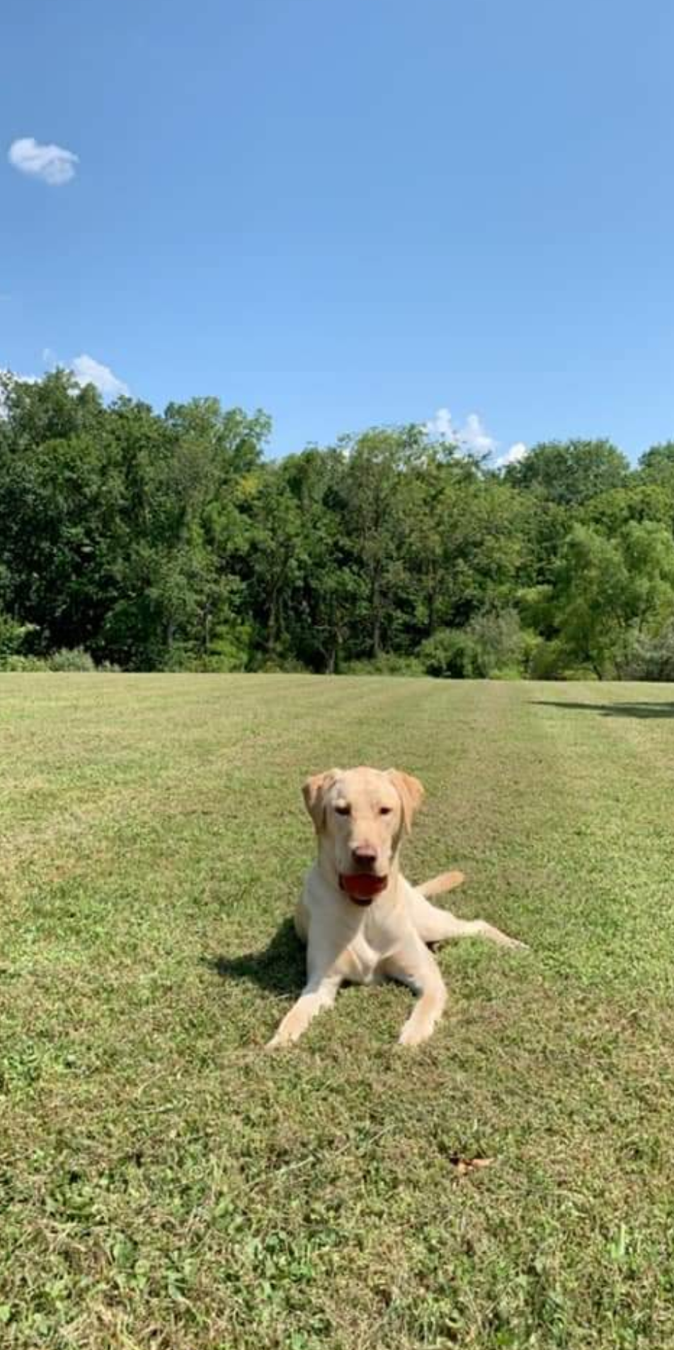 Gallery — Pierson Creek Kennels