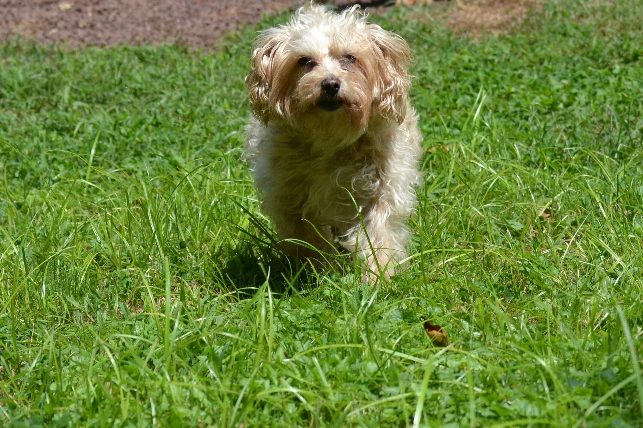 Gallery — Pierson Creek Kennels