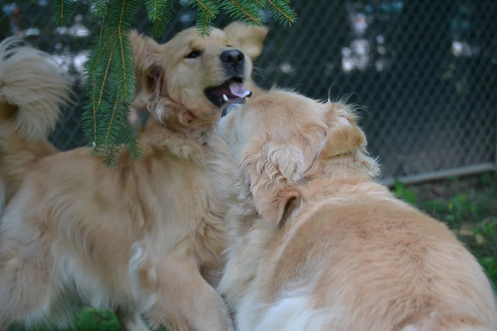 Gallery — Pierson Creek Kennels