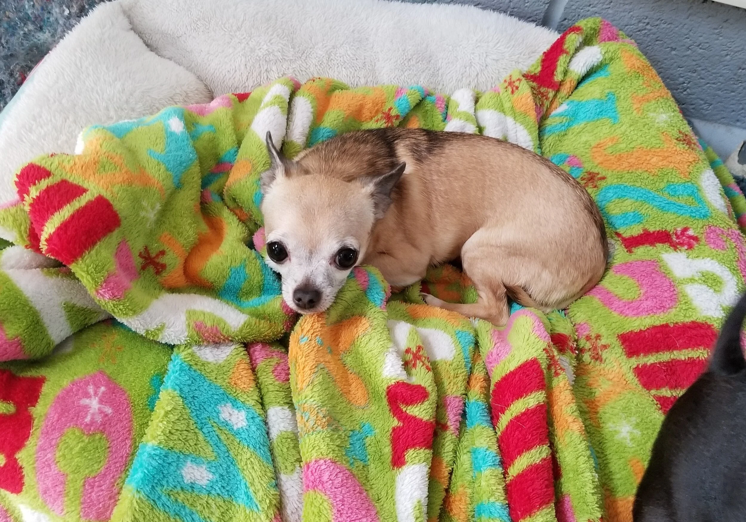 Gallery — Pierson Creek Kennels