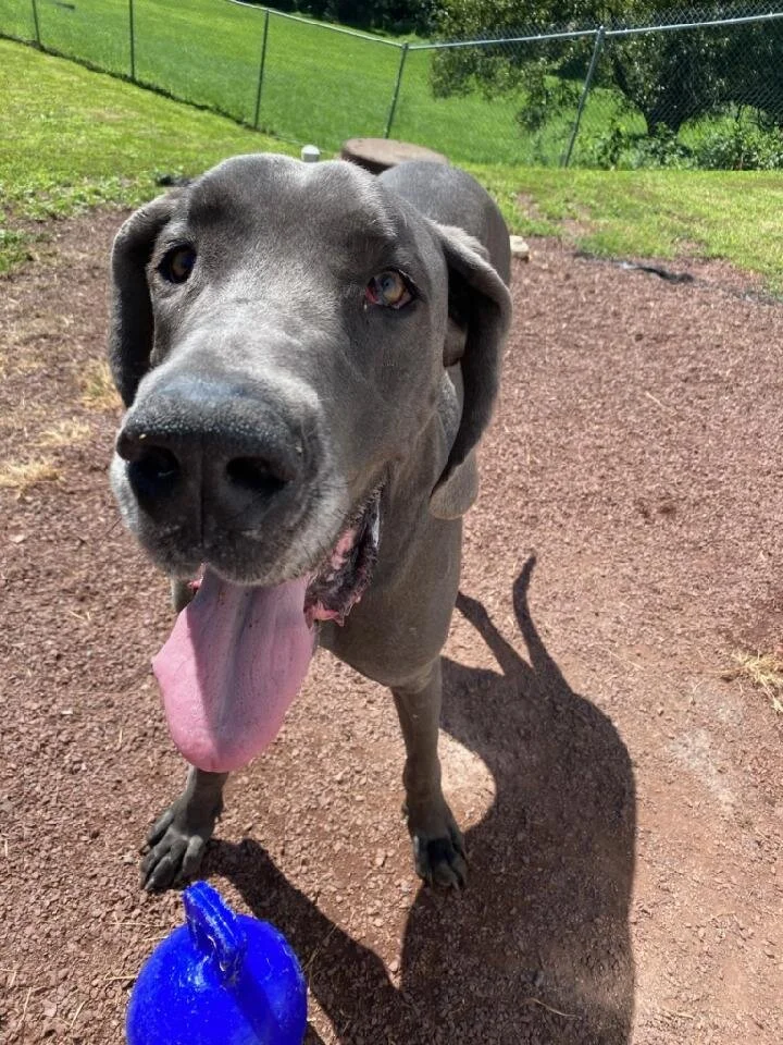 Gallery — Pierson Creek Kennels