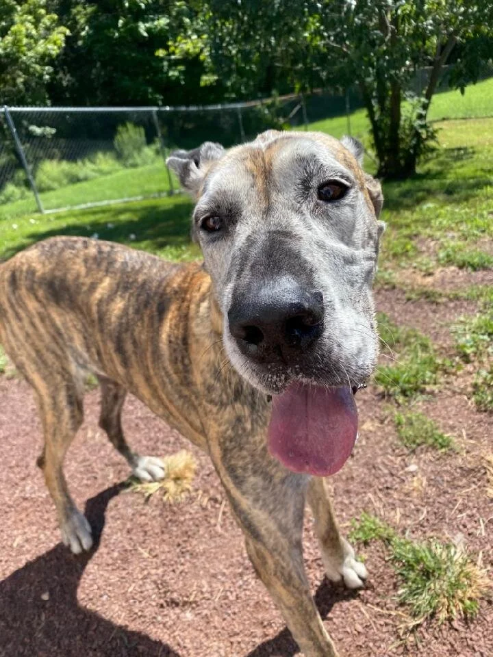 Gallery — Pierson Creek Kennels