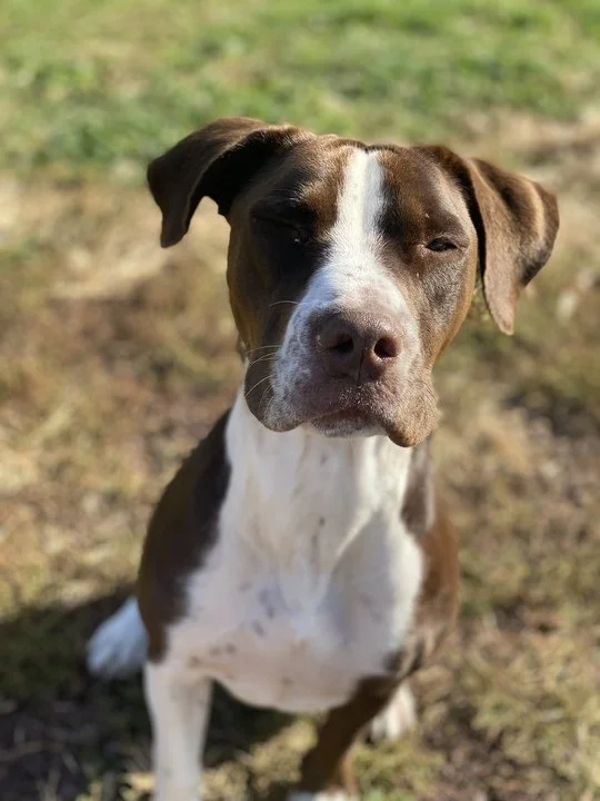 Gallery — Pierson Creek Kennels