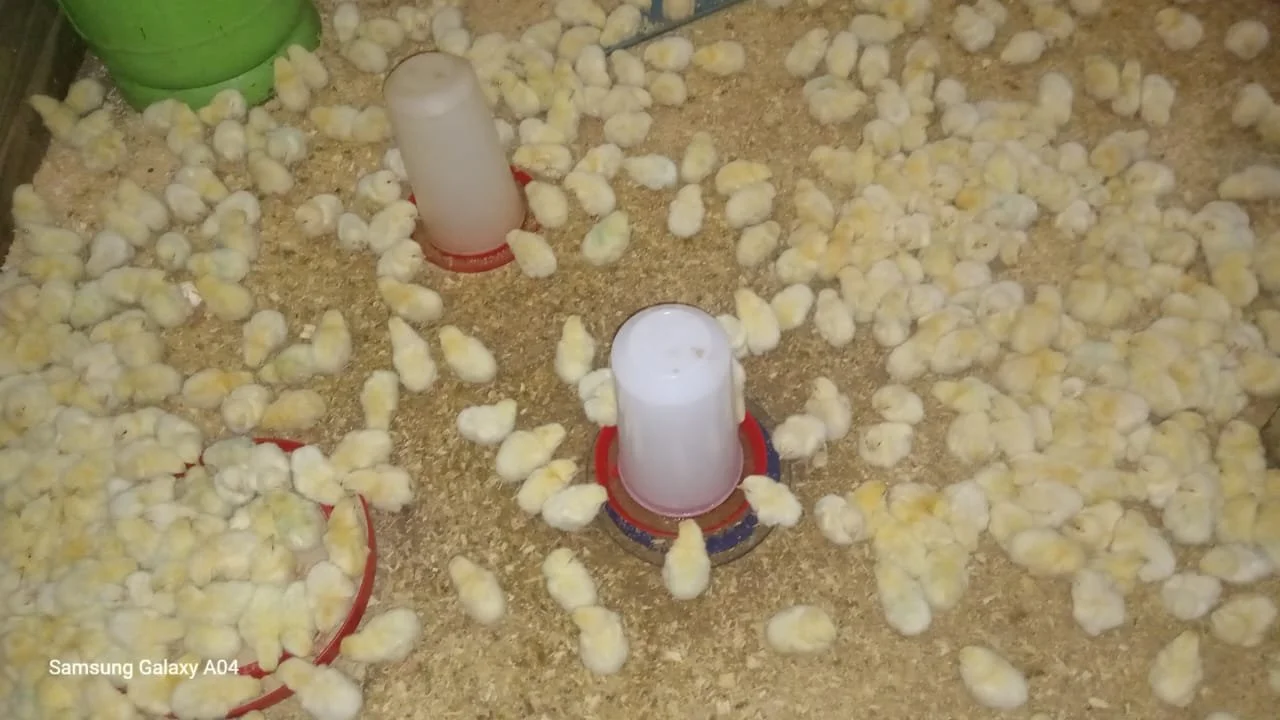 Fluffy chicks