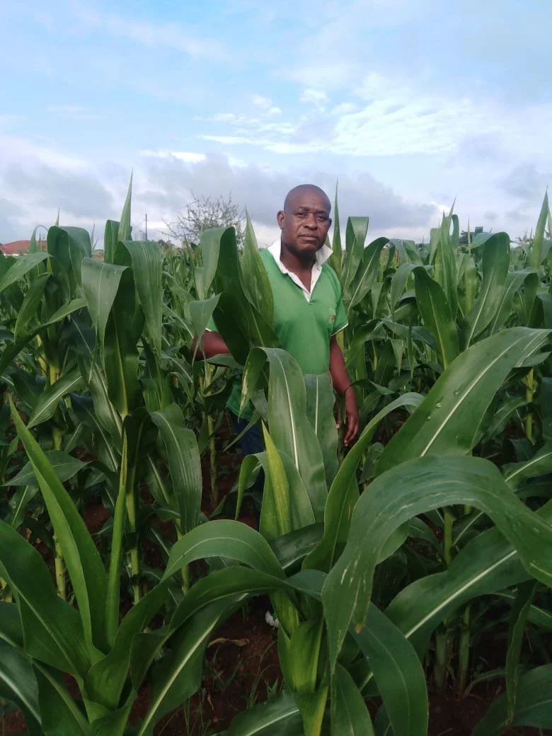 A pastor hiding in his maize field crops