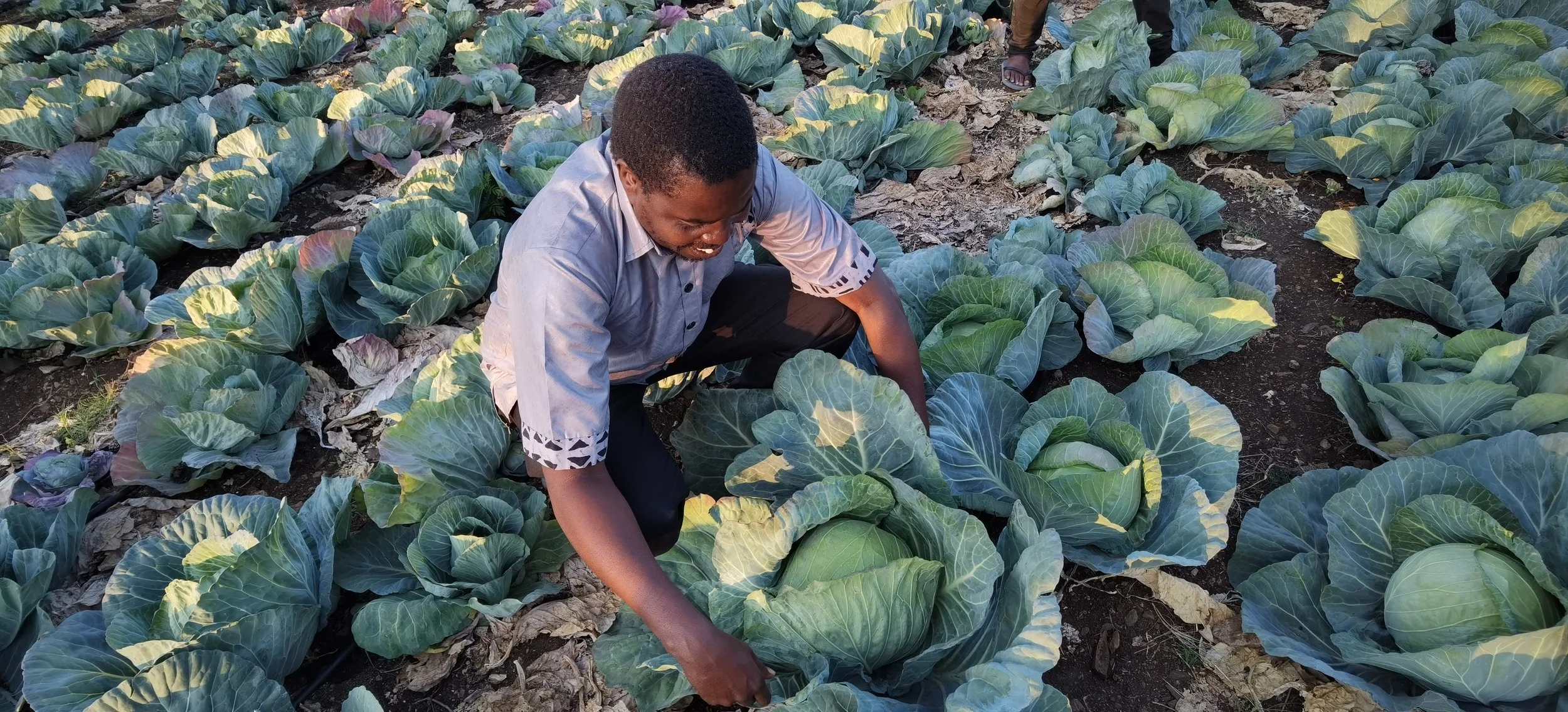 A pastor growing huge cabbages in his field