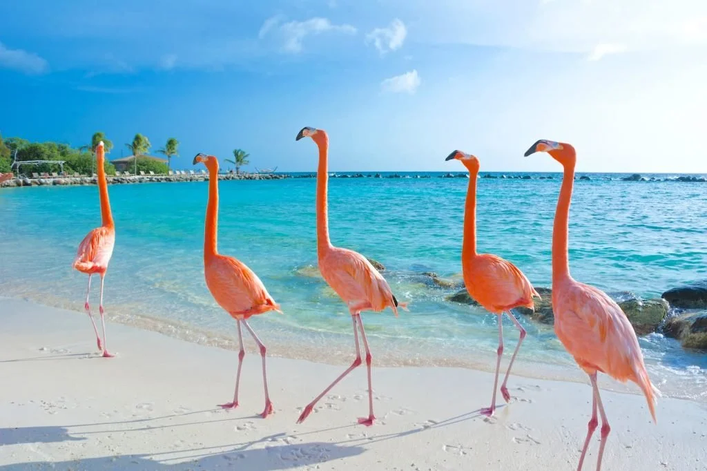 Flamingo Beach