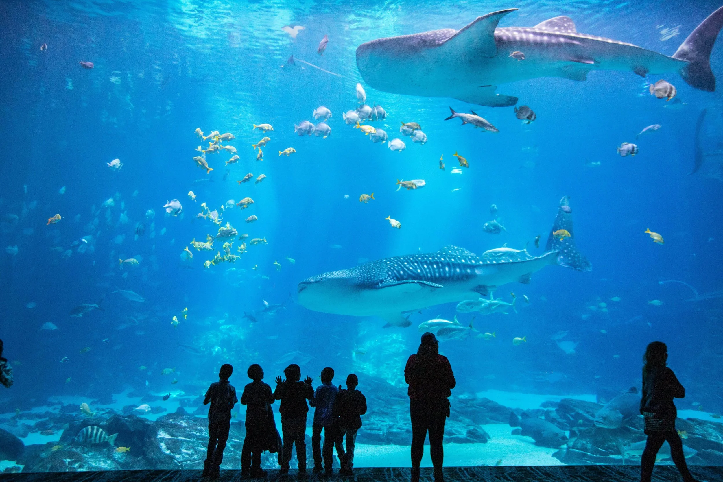 #1. Georgia Aquarium 