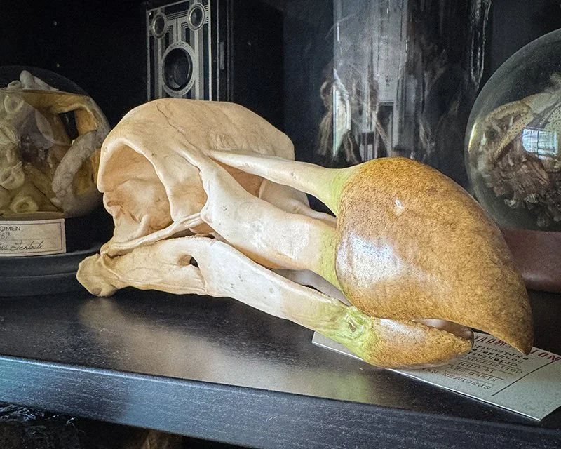 The Wainwright Expedition Cranial Specimen