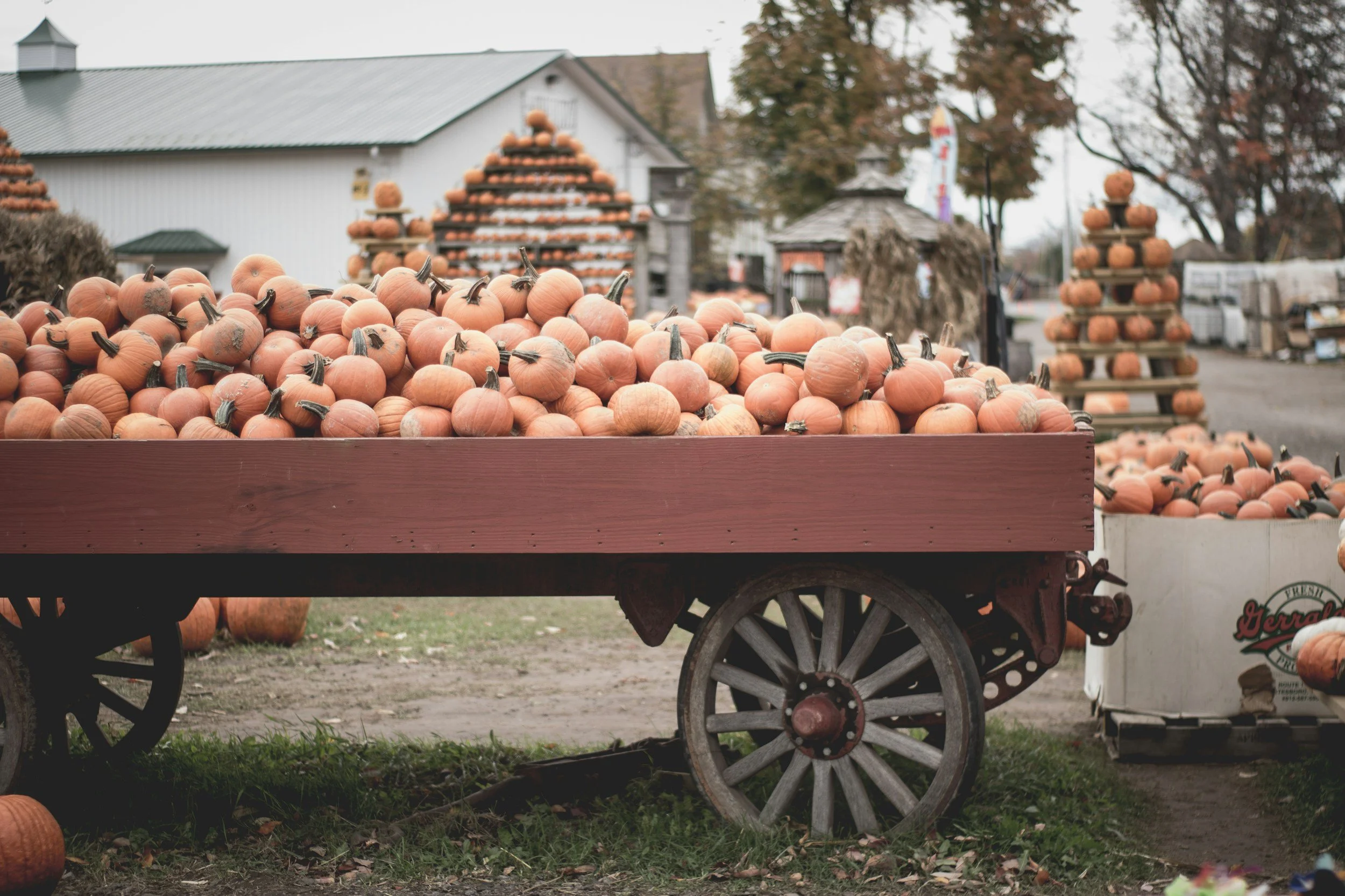 Saco Pumpkin Harvest Festival