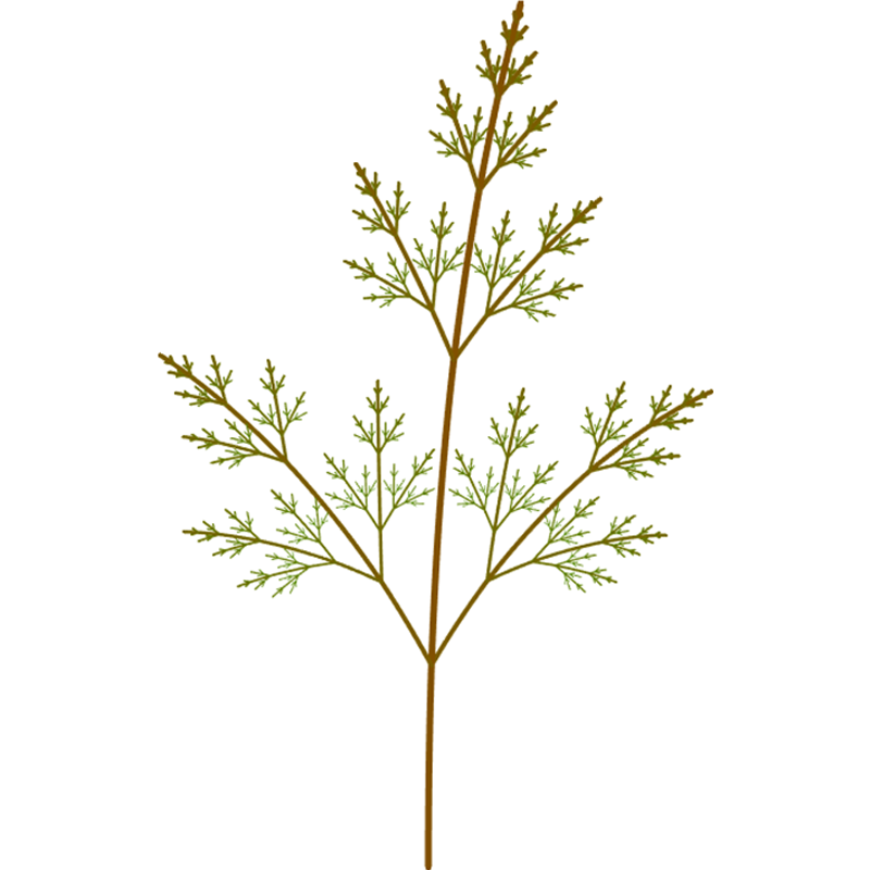 Tree4.png