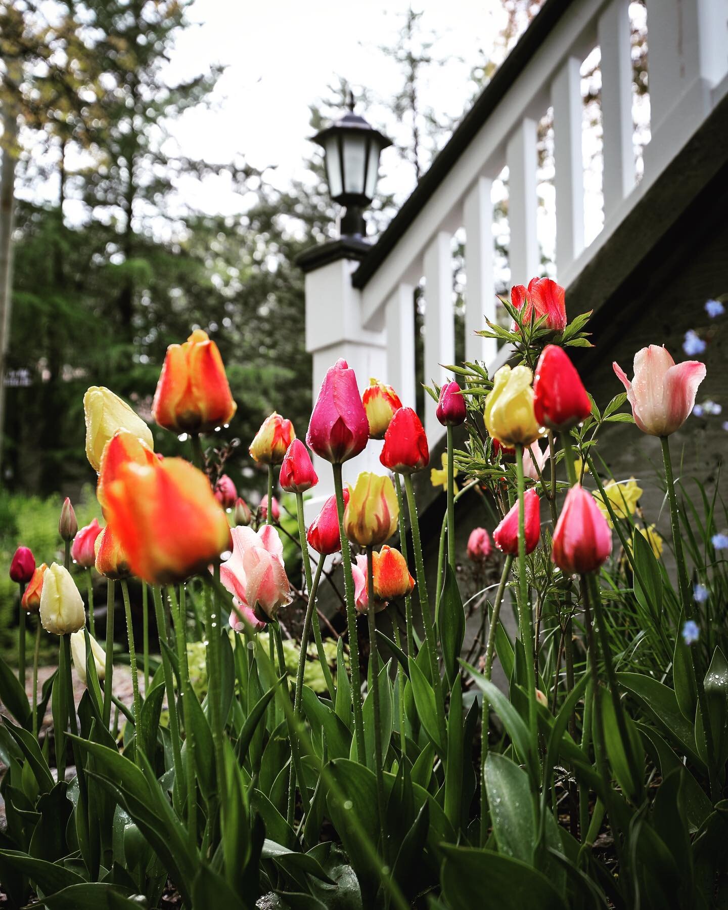 Added some brush strokes to this picture perfect house. 👩🏻&zwj;🌾

#springbulbs #brecksbulbs #floweraddicted #rossland #paintingwithflowers #westkootenays #kootrocks #uniquehotels #oneofakind #travelbc #tulips #walkingtour #gardentour #zone4b
