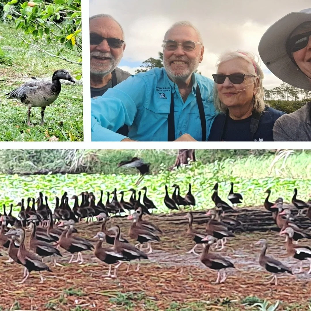 Four intrepid souls braved today&rsquo;s SEVAS field trip to Merritt Island. Very windy, but no rain after last night&rsquo;s deluge. 

We got black bellied whistling ducks on the way down, and the snow goose on the way back. Flamingos were hiding. 5