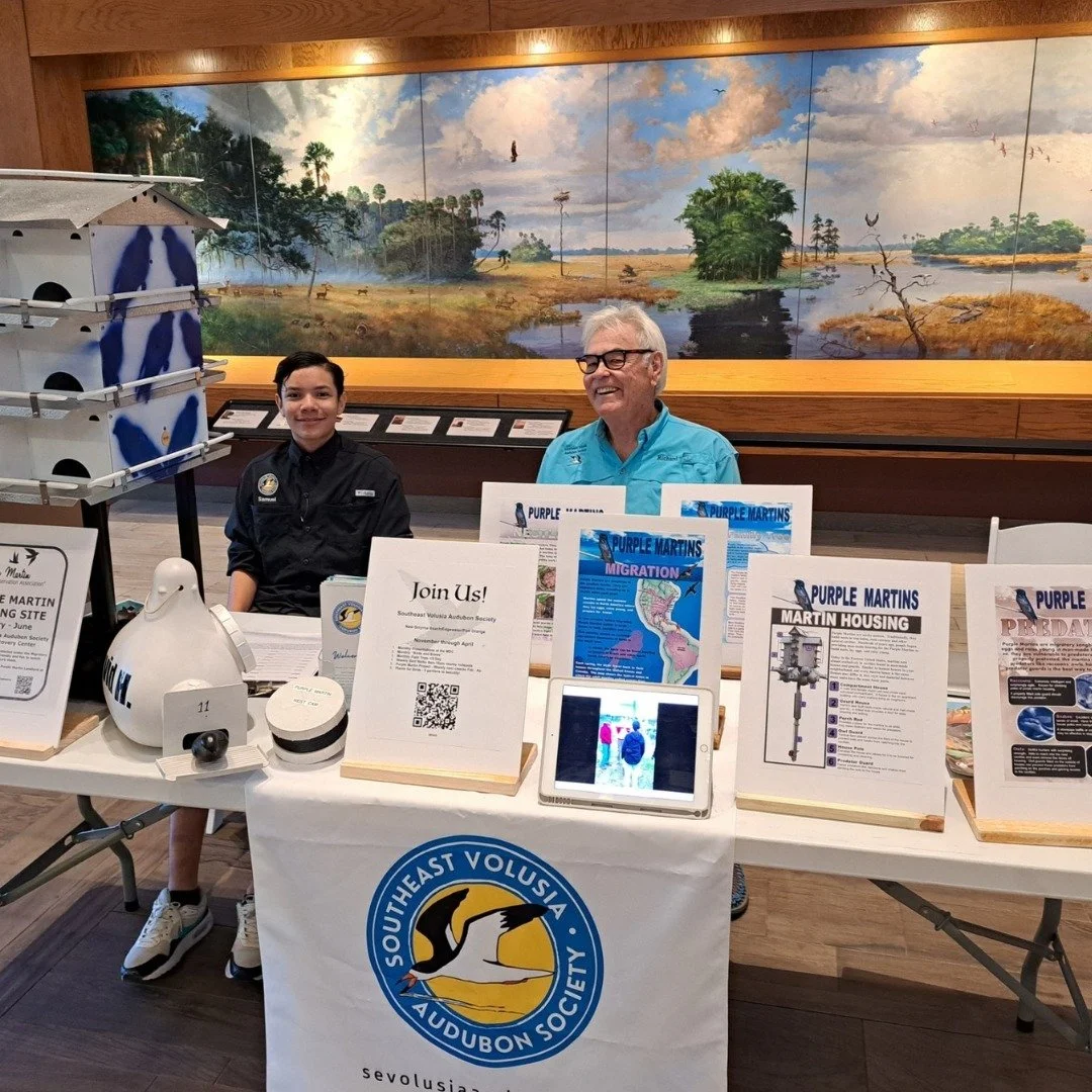 Stop by if you're heading to the Audubon exhibit today at @moasdaytona! We're tabling and featuring all things purple martin, for our &quot;Project PUMA&quot;! 

We'll raise the gourds in January...stay tuned!

November 16 | 10:00AM -2:00PM for &ldqu