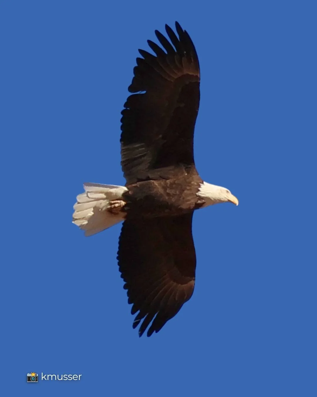 🦅 Happy Fourth of July from SEVAS!

Bald Eagles have appeared on the Great Seal of the United States since 1782, representing strength, freedom, and independence.

💔 We almost lost our national symbol.
🦅 We brought it back.

🌎 By the early 1960s,