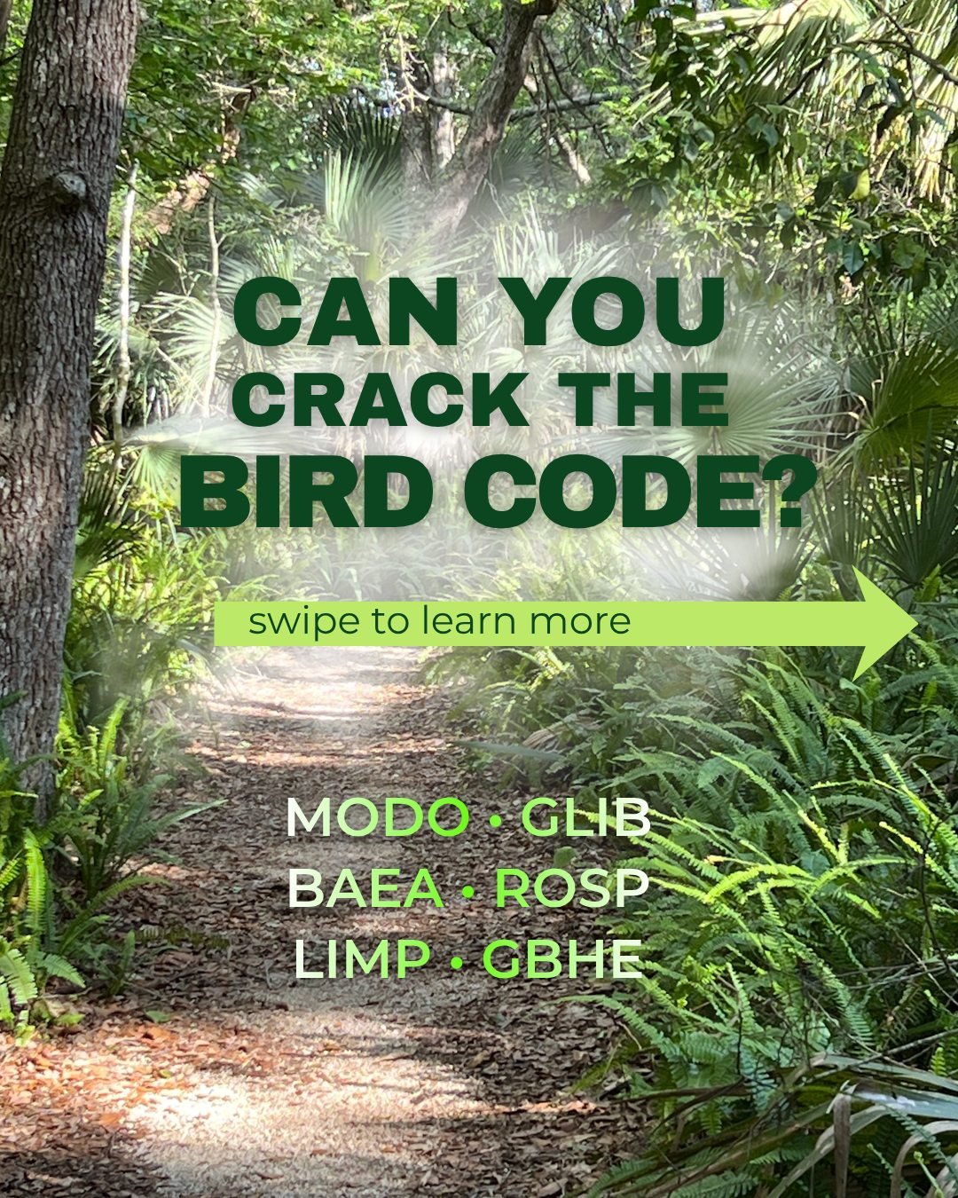 🦅 MODO. GLIB. ROSP. PIWO. Say Wha??!

Some birders may tell you four-letter bird codes are a relic of the pre-app era, but they&rsquo;re still part of birding culture.

For decades, bird banders, researchers, and birders have used them as a quick sp