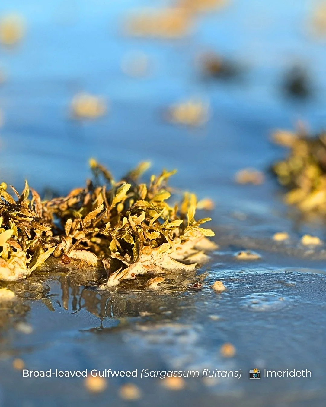 🌿 Even stinky sargassum is cool. 🌿

That ripe seaweed washed up on the beach? It's more than meets the eye. Unlike most seaweeds, sargassum is a brown algae that never attaches to the seafloor. Large mats drift across the ocean, creating entire flo