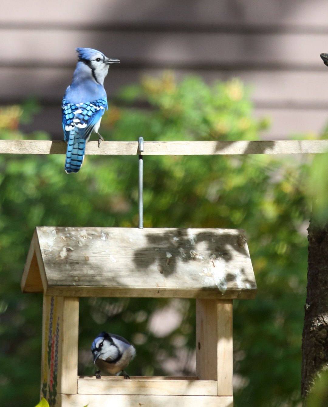 (🔊sound on for the videos!)

🐦 Wonder starts small.

You don&rsquo;t have to be a bird expert to help a child connect with nature. You don&rsquo;t need to know every bird&rsquo;s name. You don&rsquo;t need fancy equipment. You don&rsquo;t even need