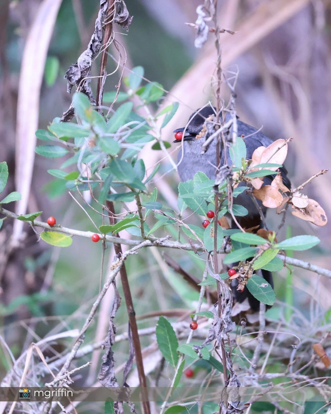 That &ldquo;meow&rdquo; in the bushes? Our winter neighbors are back! 🐦&zwj;⬛😸🐦&zwj;⬛😸

Gray Catbirds are returning to Central Florida, bringing plenty of personality&mdash;and their telltale rusty vent gives them away!.

>>> Swipe throu