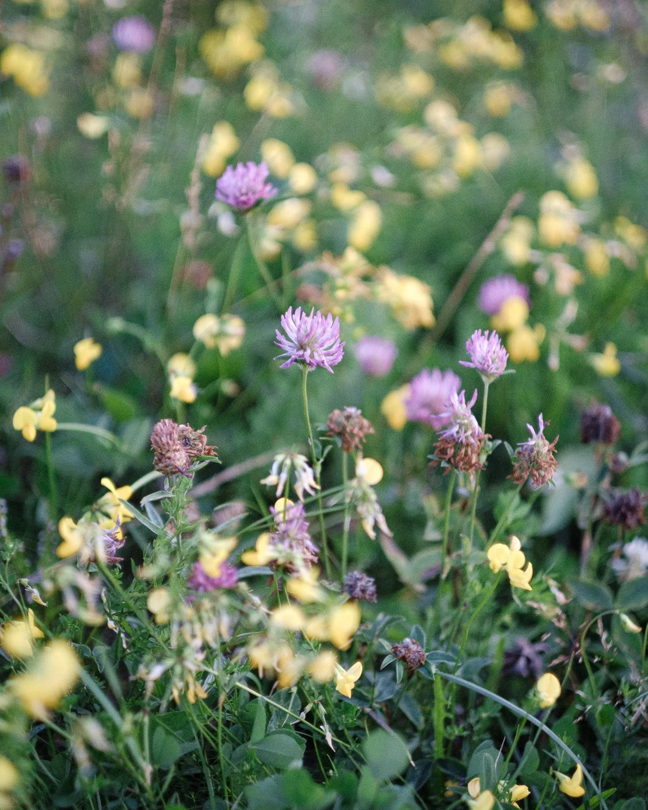 Juhannusviikon joogailta naisille Zoomissa 