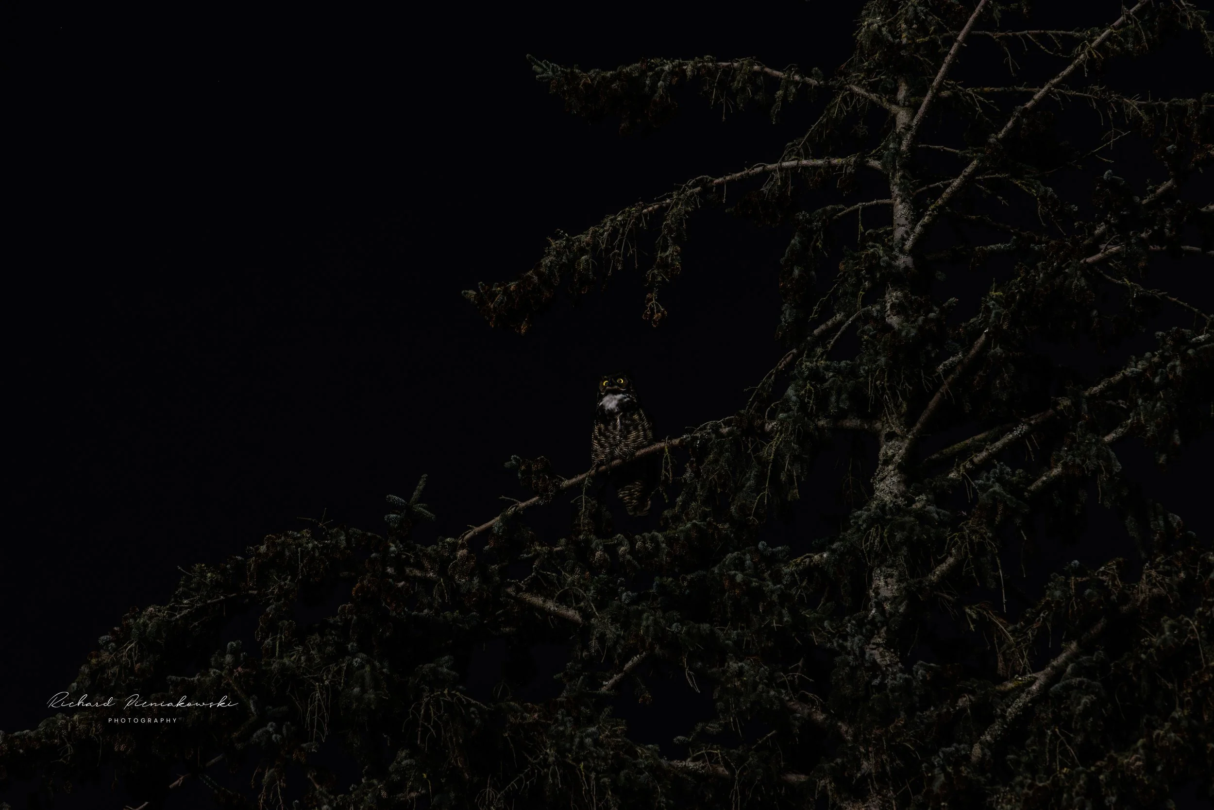 GREAT HORNED OWL-1-2.jpg