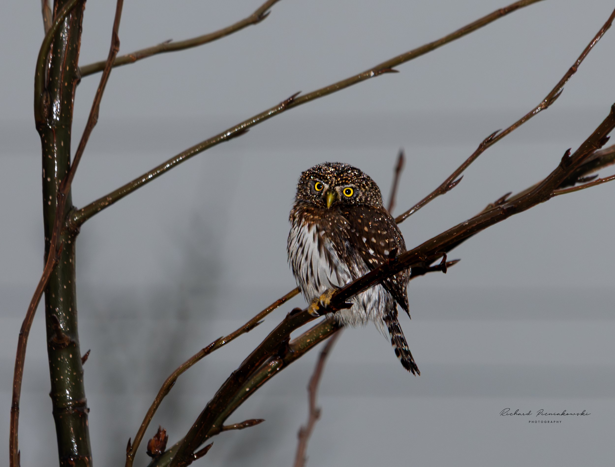 Northern Pygmy Owl