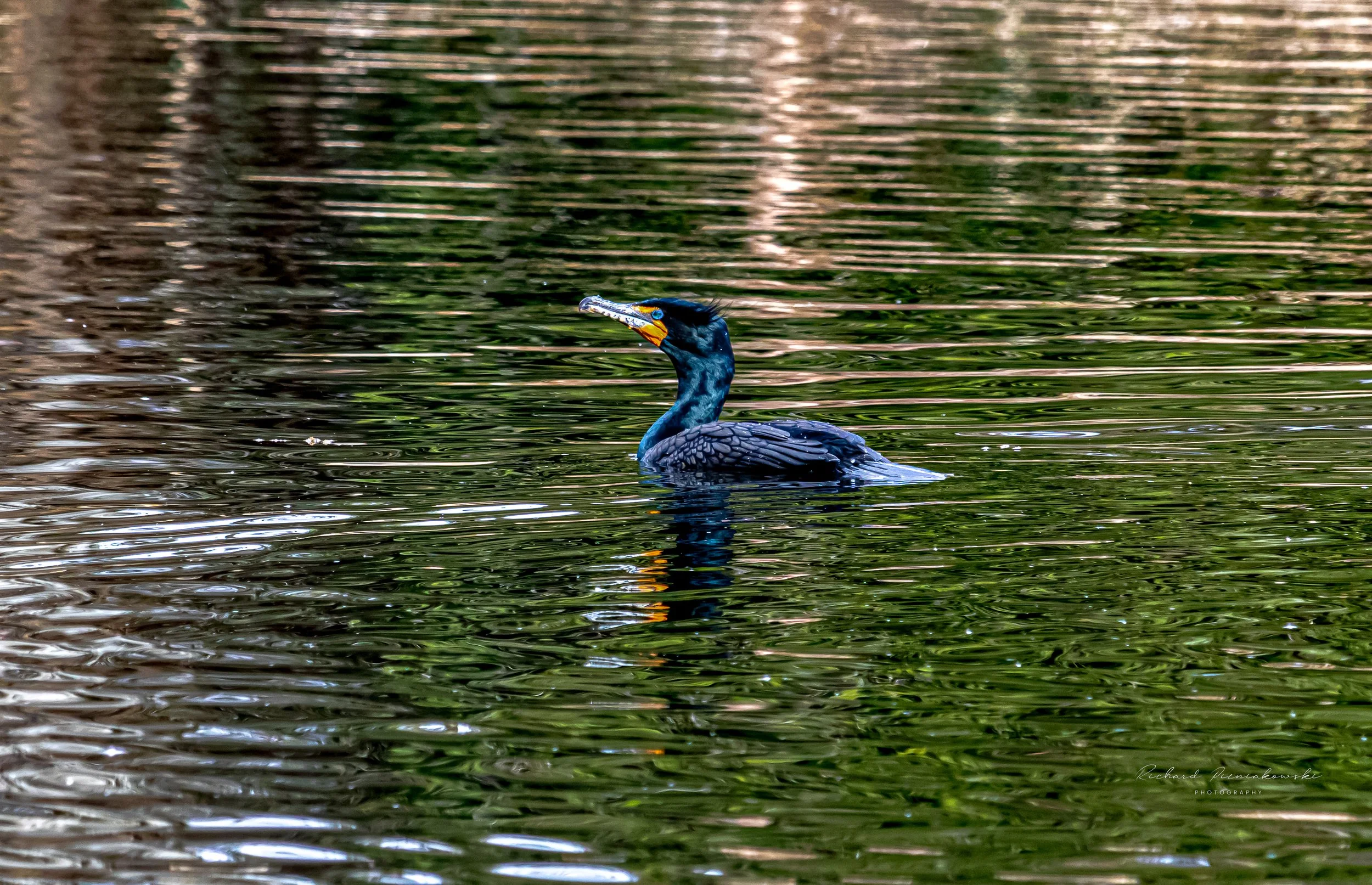 Double Crested Cormorant.jpg