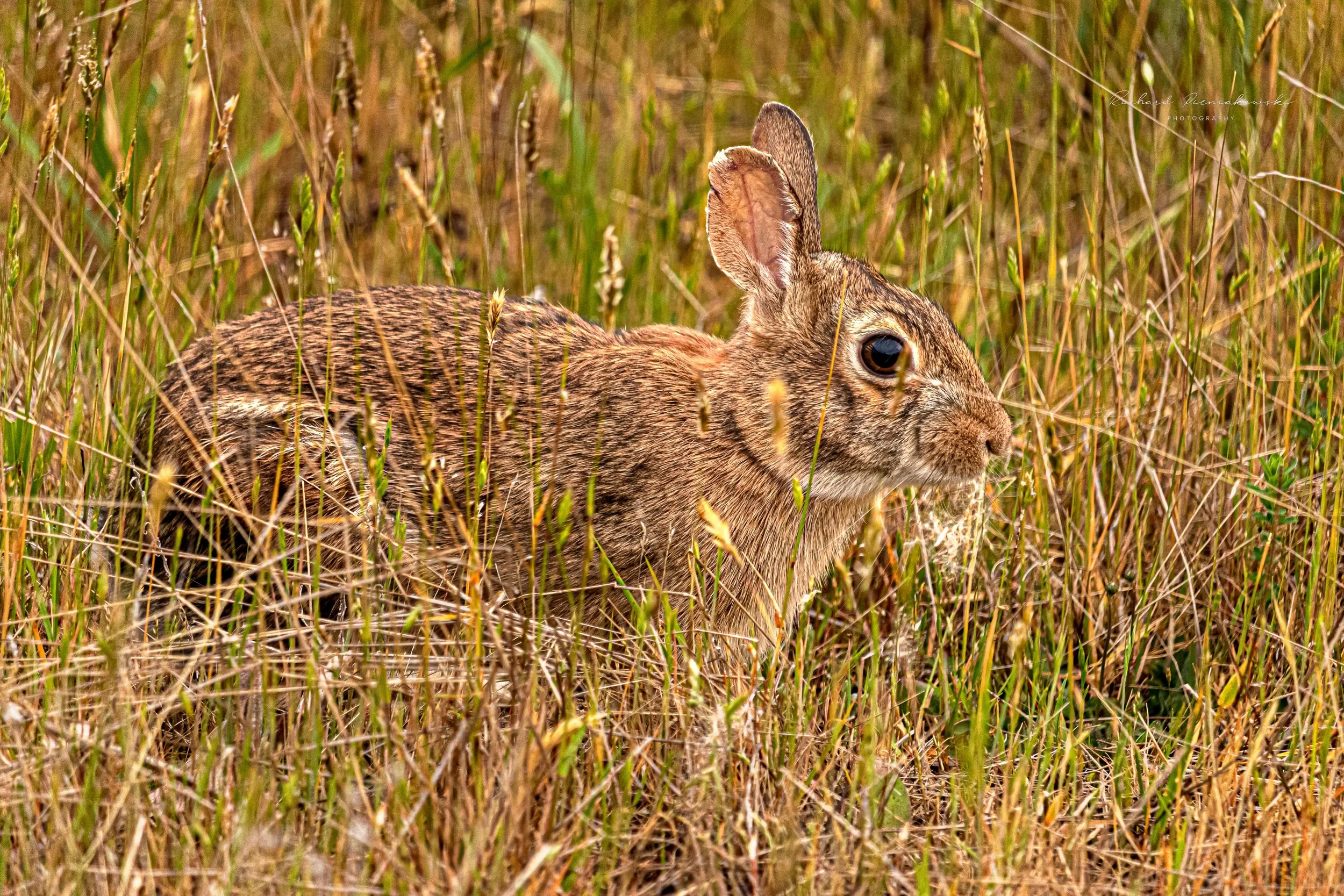 Wild Rabbit