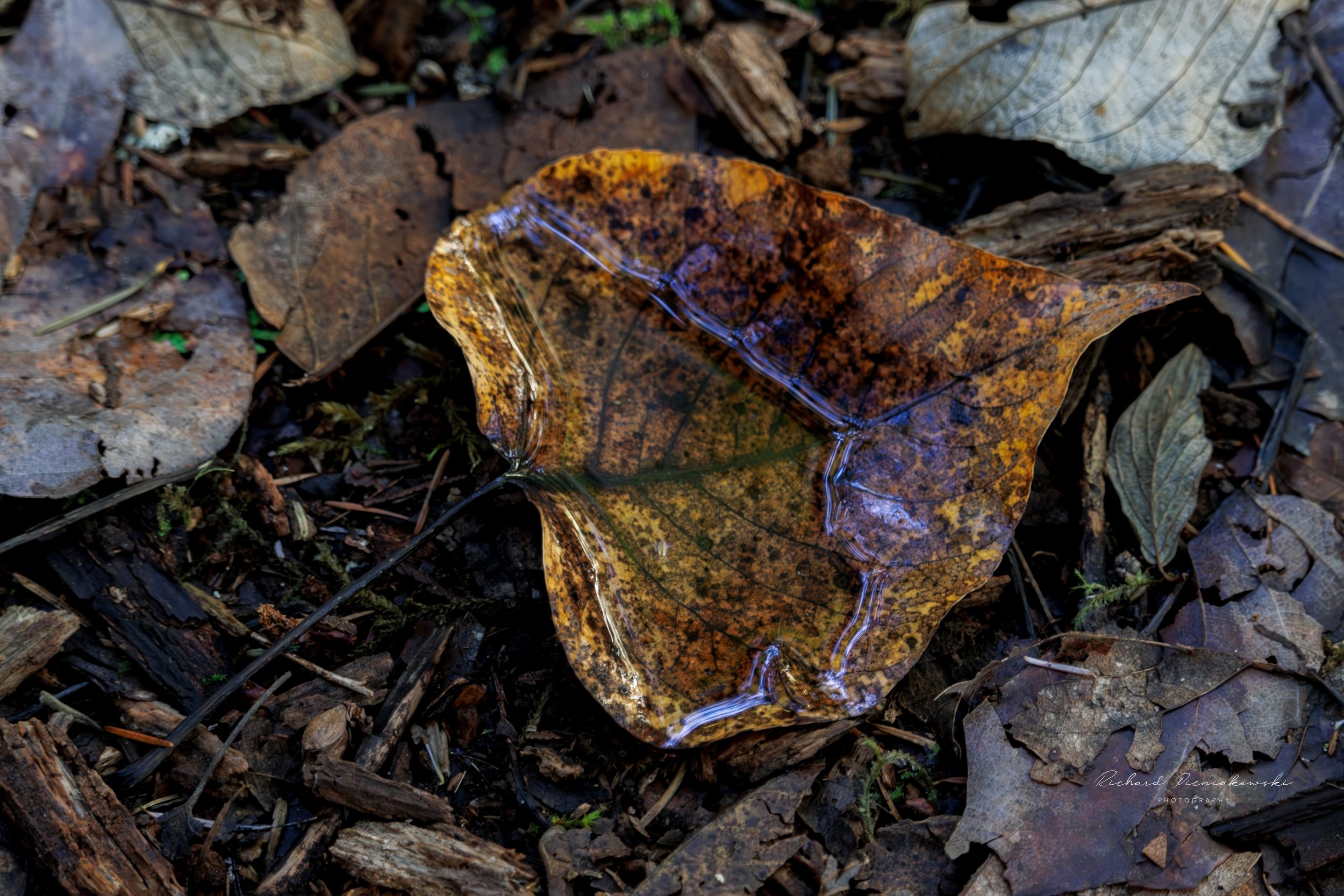 WATER HELD LEAF