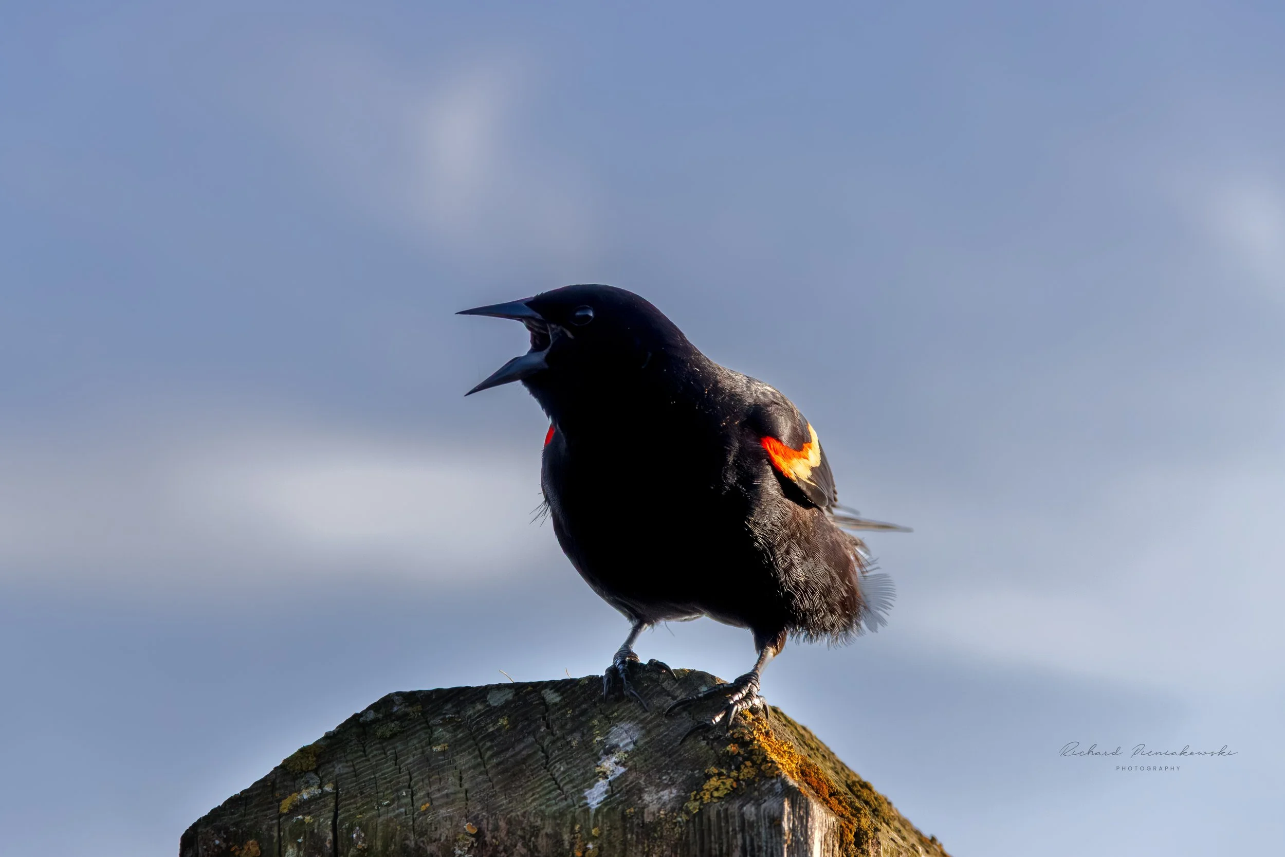 Red Winged Blackbird.jpg