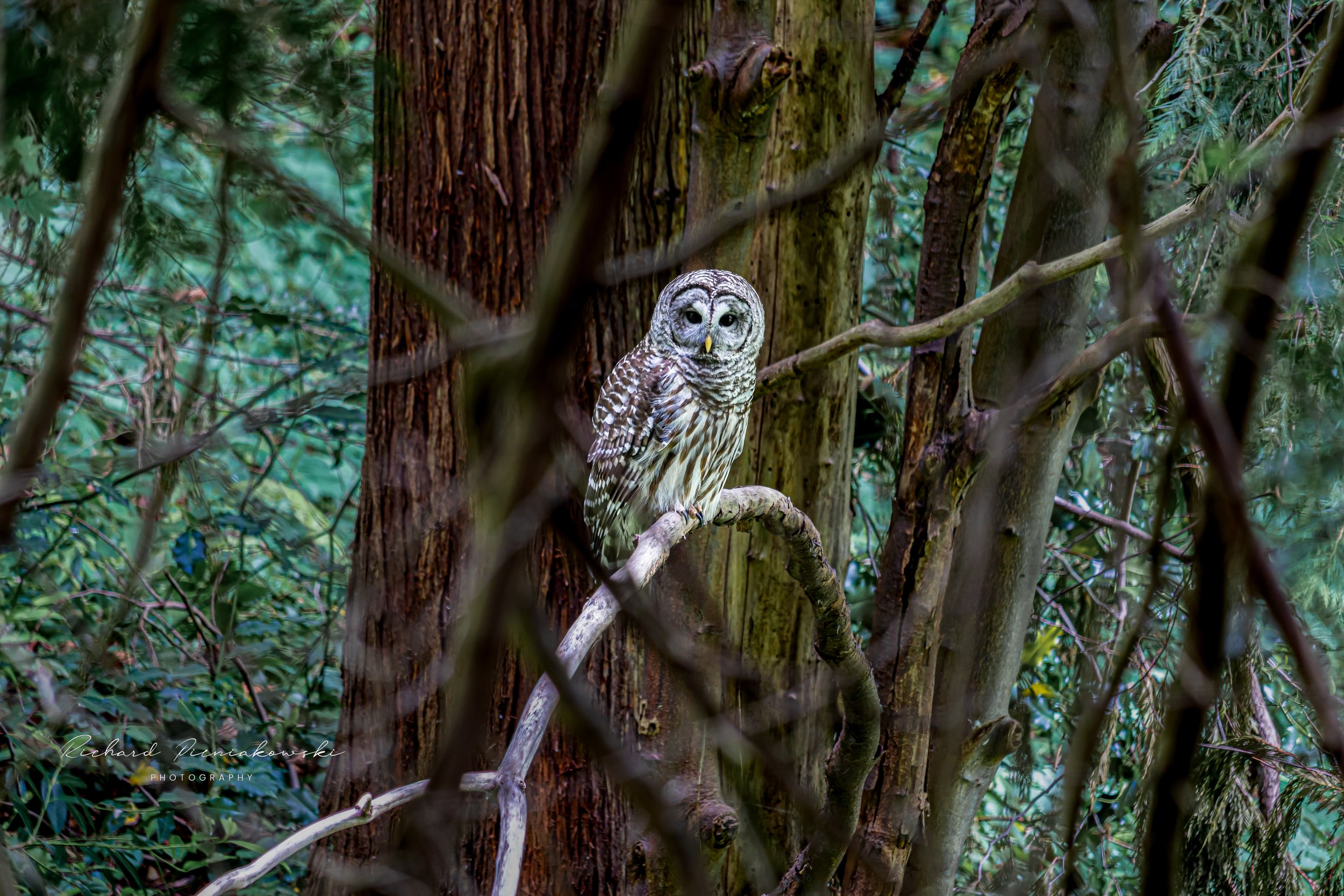 BARRED OWL HUNTING STARE