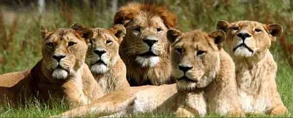 Group of Lions.jpeg