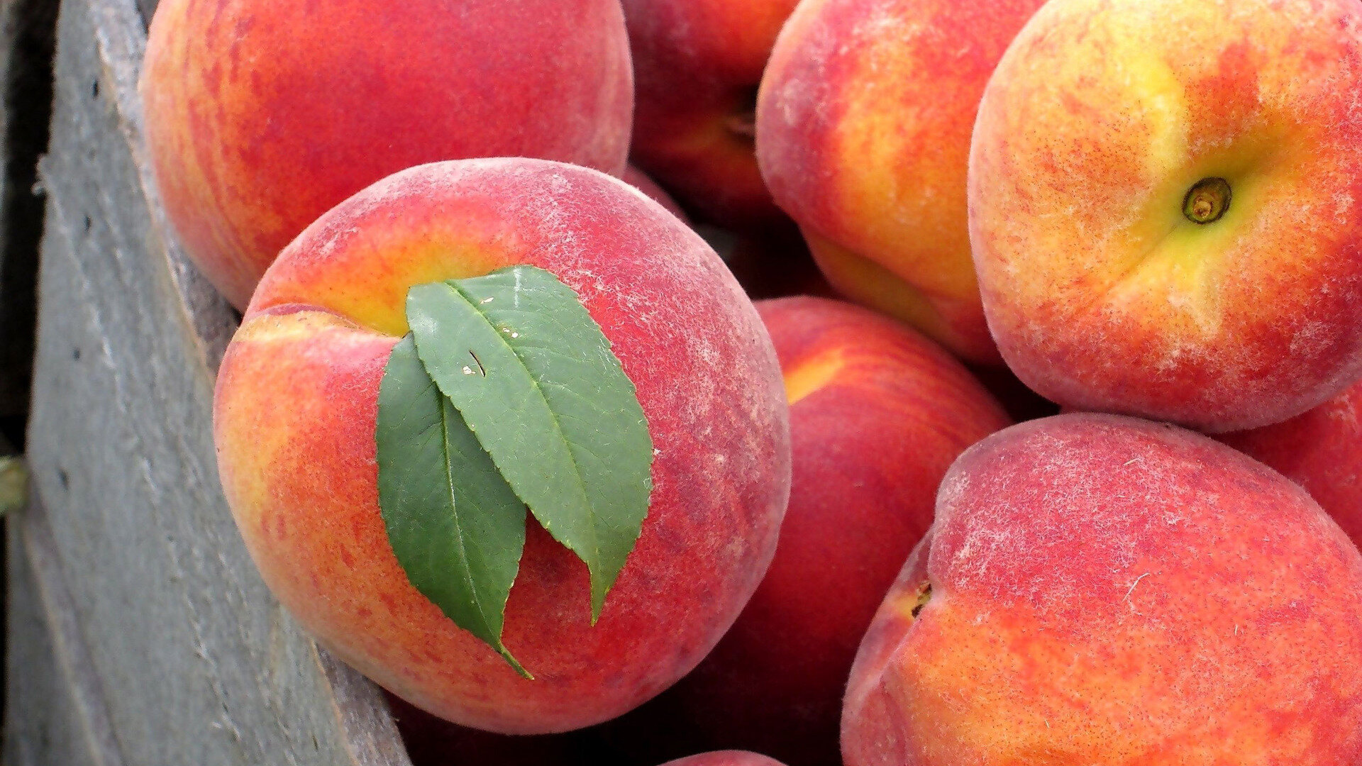 Our Instructors — Cherry Avenue Farms